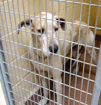 Dog caged in shelter