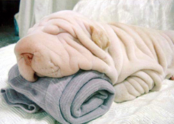 wrinkly dog