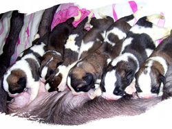 Saint Bernard pups