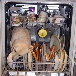 funny photo of dog in dishwasher
