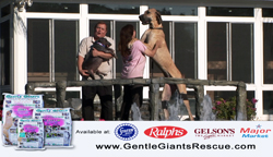 stores carrying Gentle Giants dog food